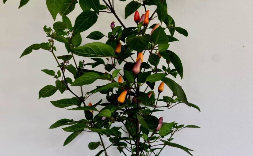 Chili: The Fiery Flavor Booster – Growing, Harvesting, and&nbsp;Enjoying