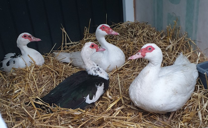 WeekNews #3 – Muscovy ducks, weeds and&nbsp;soil