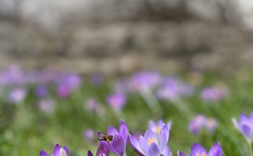 Spring Gardening Tips: Kickstart Your Growing Season and Spread Plant&nbsp;Joy