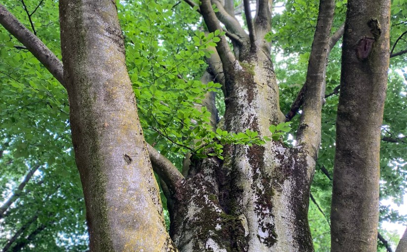 A tree with numerous branches and lush foliage