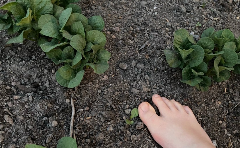 Grounding in Nature: Reap the Benefits of Barefoot Gardening and Earthing&nbsp;Practices