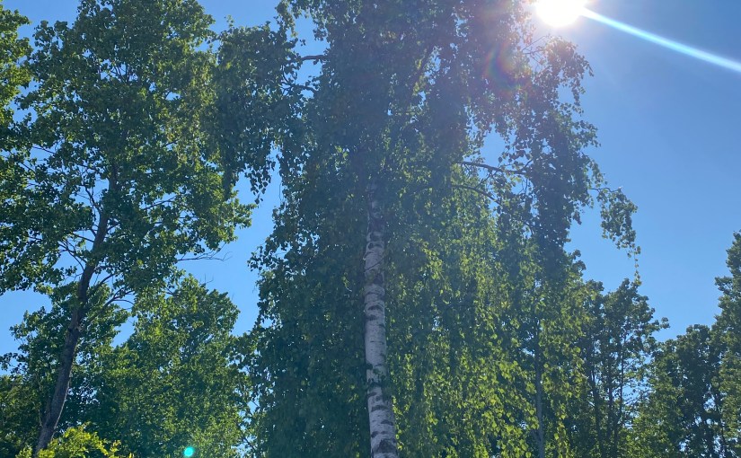 Embracing the Wind: An Unexpected Mindfulness&nbsp;Anchor