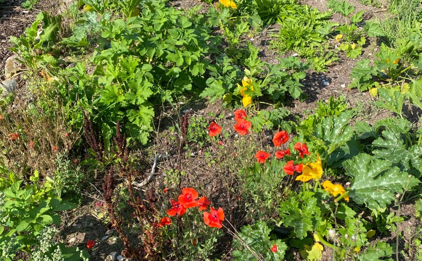 Fortune in Farming: The Unexpected Harvest 