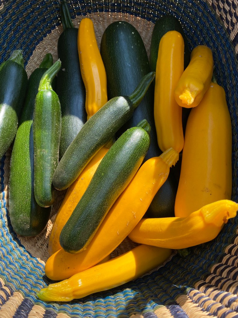 Bountiful zucchini harvest from a carefree garden