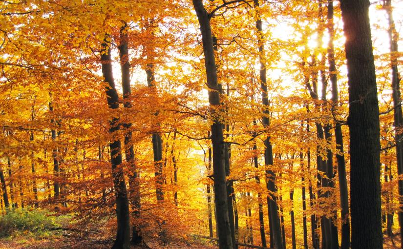 Embracing Nature’s Transitions: A Mindfulness&nbsp;Opportunity